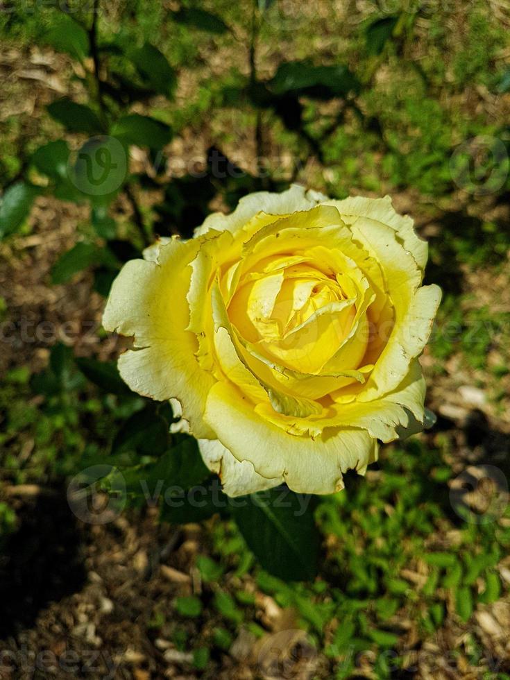 een mooi roos bloemen buitenshuis foto