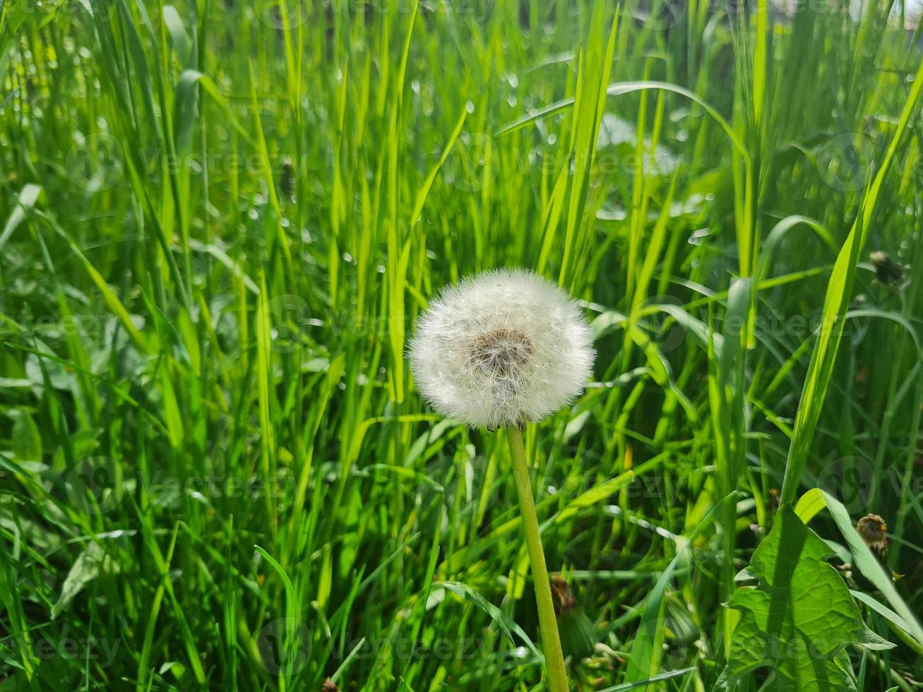 een mooi paardebloemen bloemen buitenshuis foto