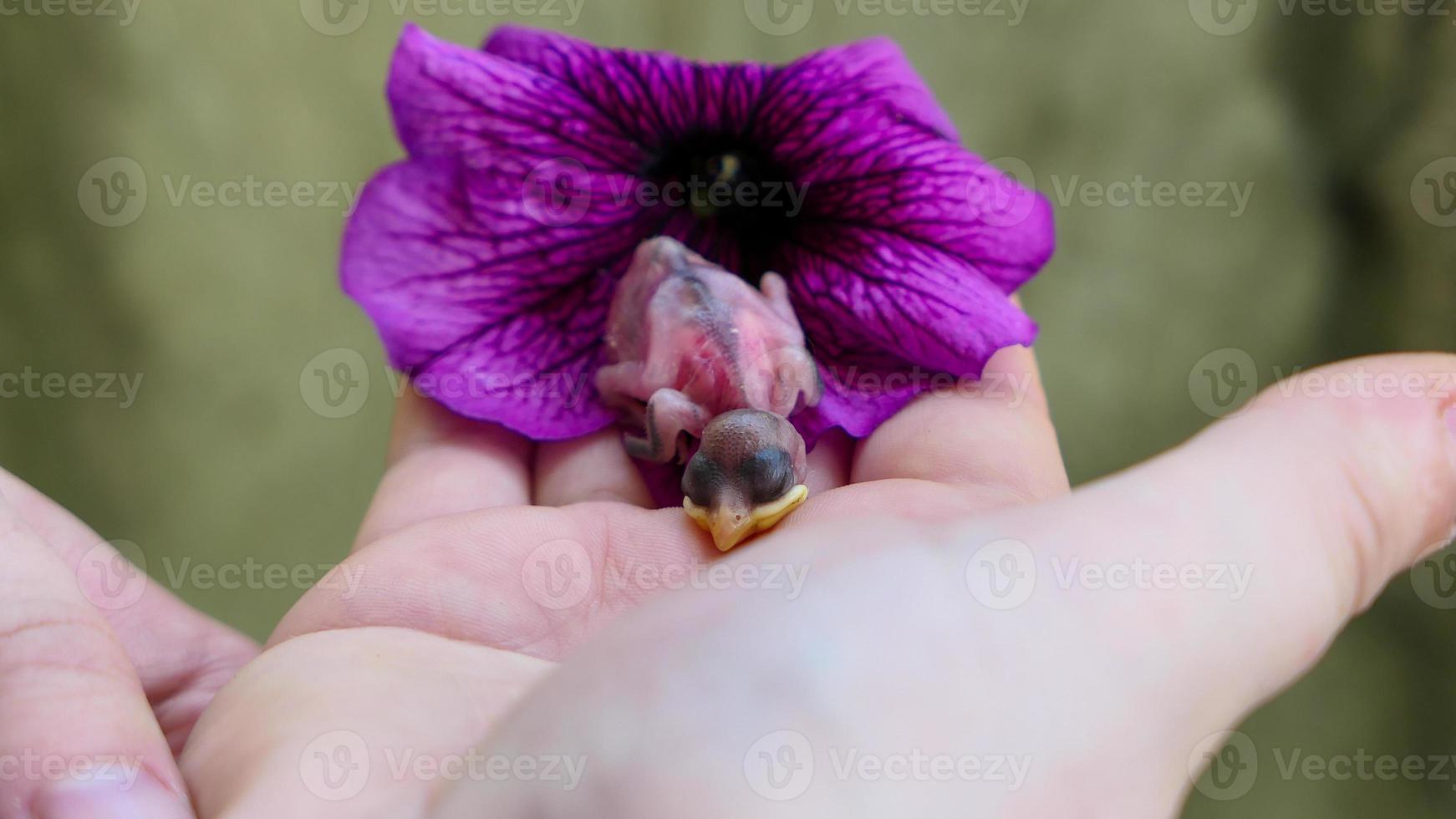 jong kuiken dat viel uit van de nest in de armen foto