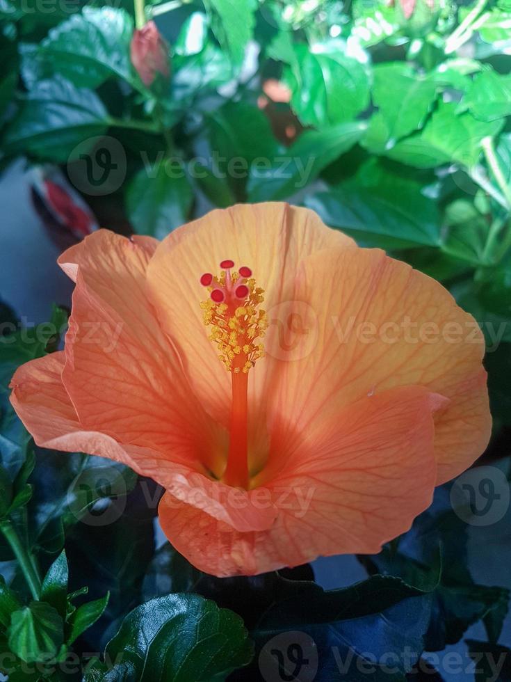 mooi hibiscus bloemen foto