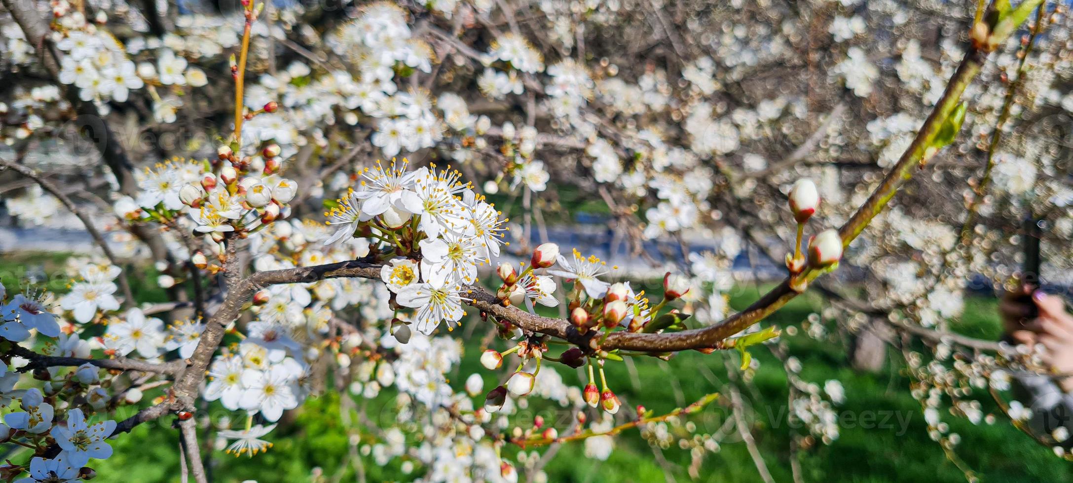 mooi sakura bloemen foto