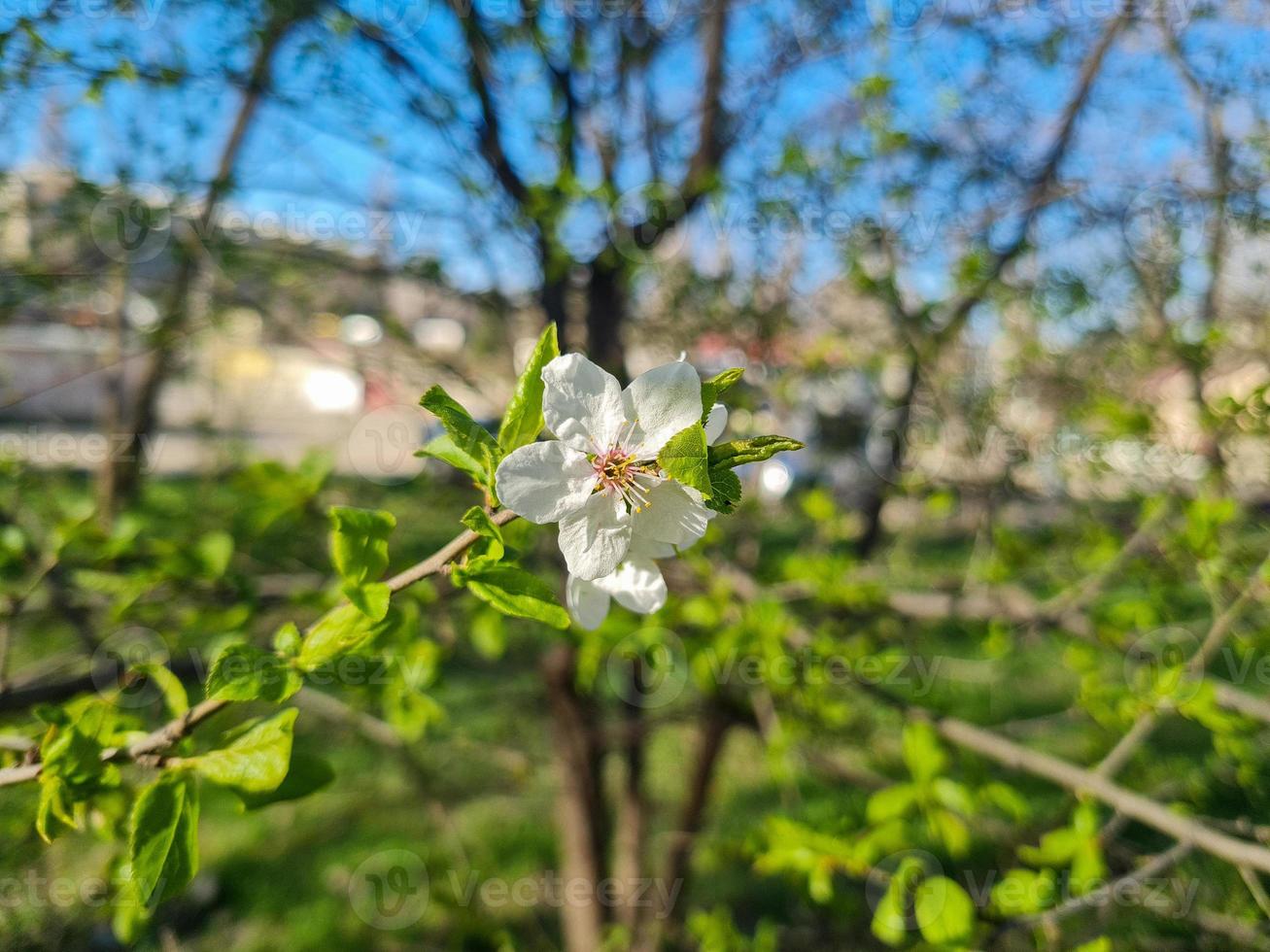 mooi sakura bloemen foto