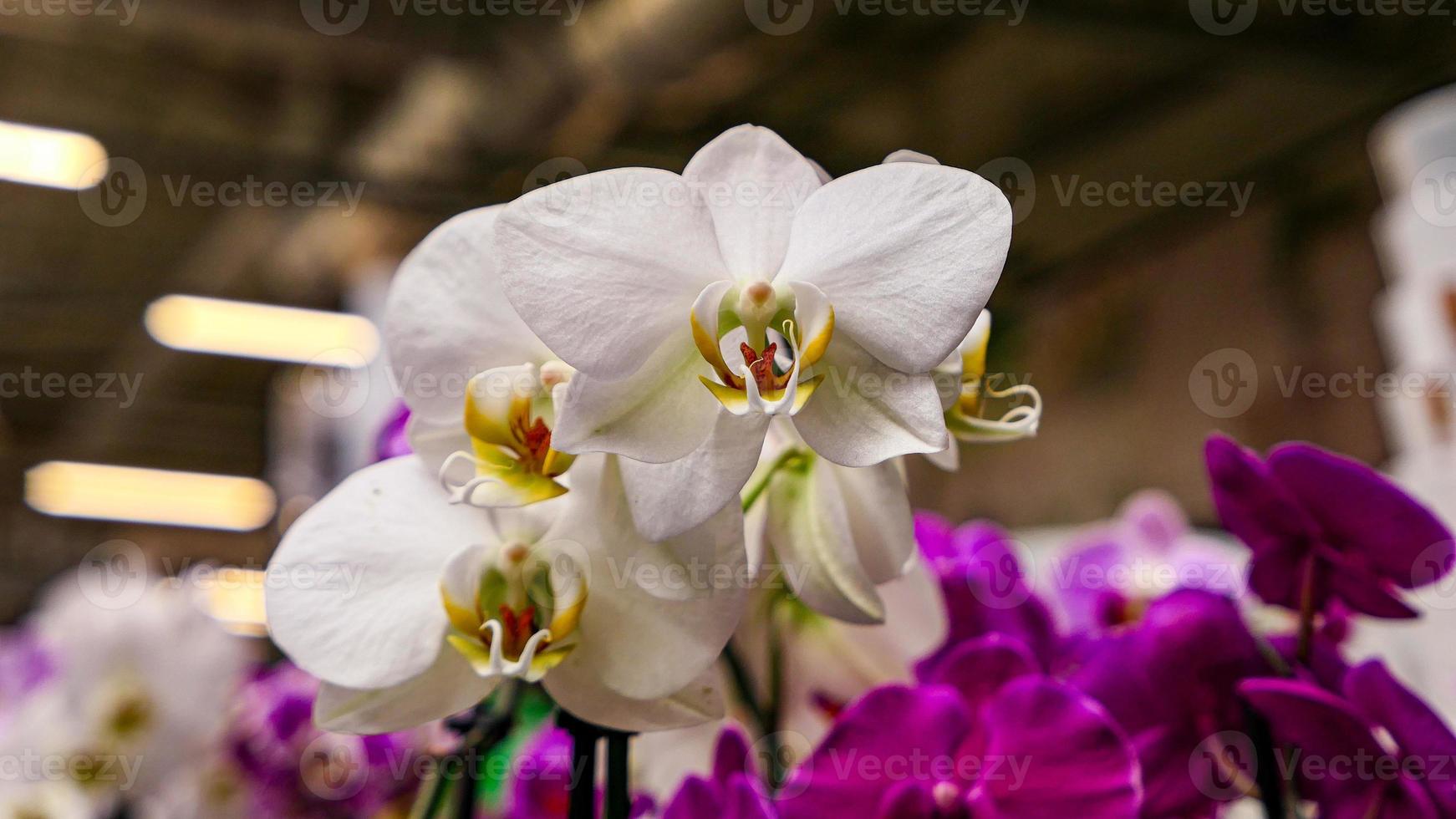 mooi phalaenopsis orchideeën foto