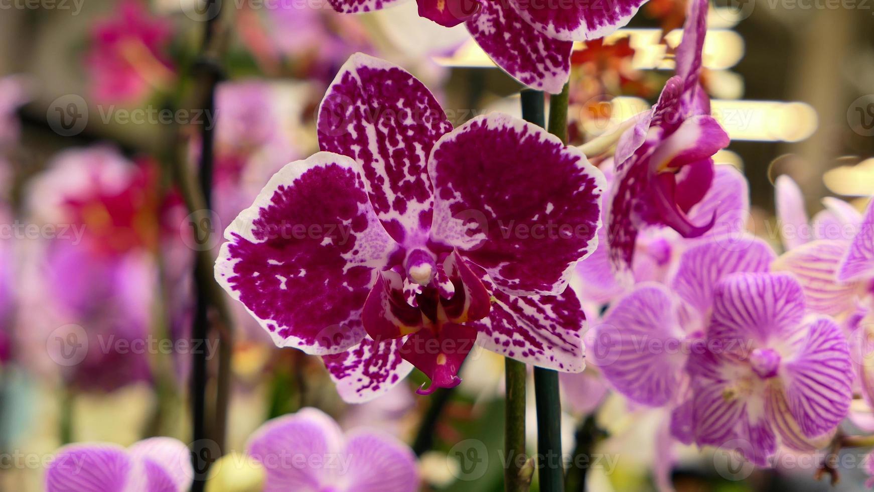 mooi phalaenopsis orchideeën foto