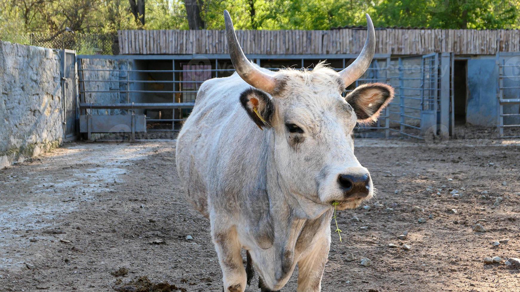 mooi koe portret in de dierentuin foto