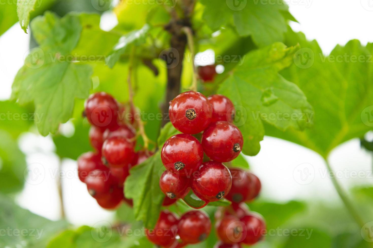 detailopname rijp rood krenten, ribben rubrum in eigengemaakt tuin. vers bundel van natuurlijk fruit groeit Aan Afdeling Aan boerderij. biologisch landbouw, gezond voedsel, natuur concept. foto