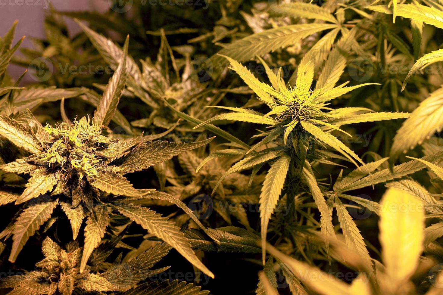 groene bladeren en toppen van bloeiende cannabisstruiken foto