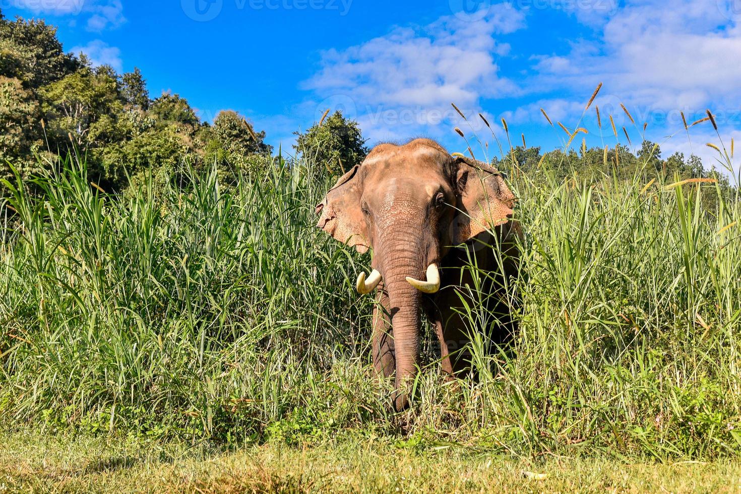 aziatische olifant het is een groot zoogdier. foto