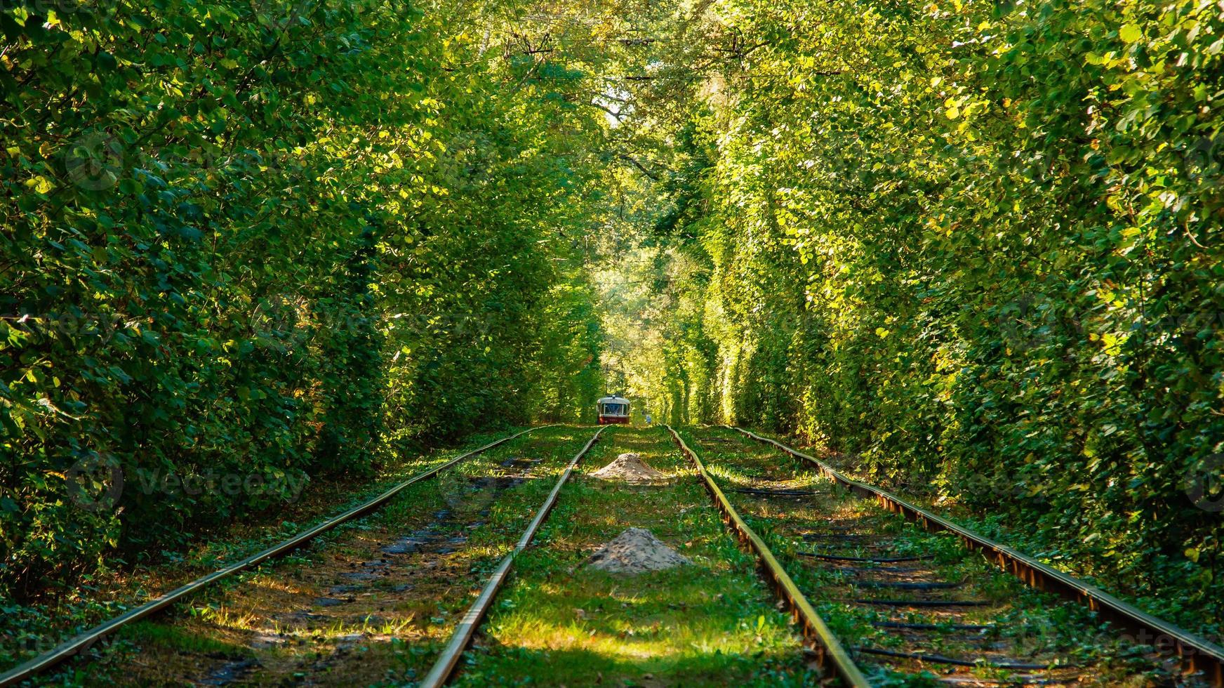 tram en tram rails in kleurrijk Woud foto