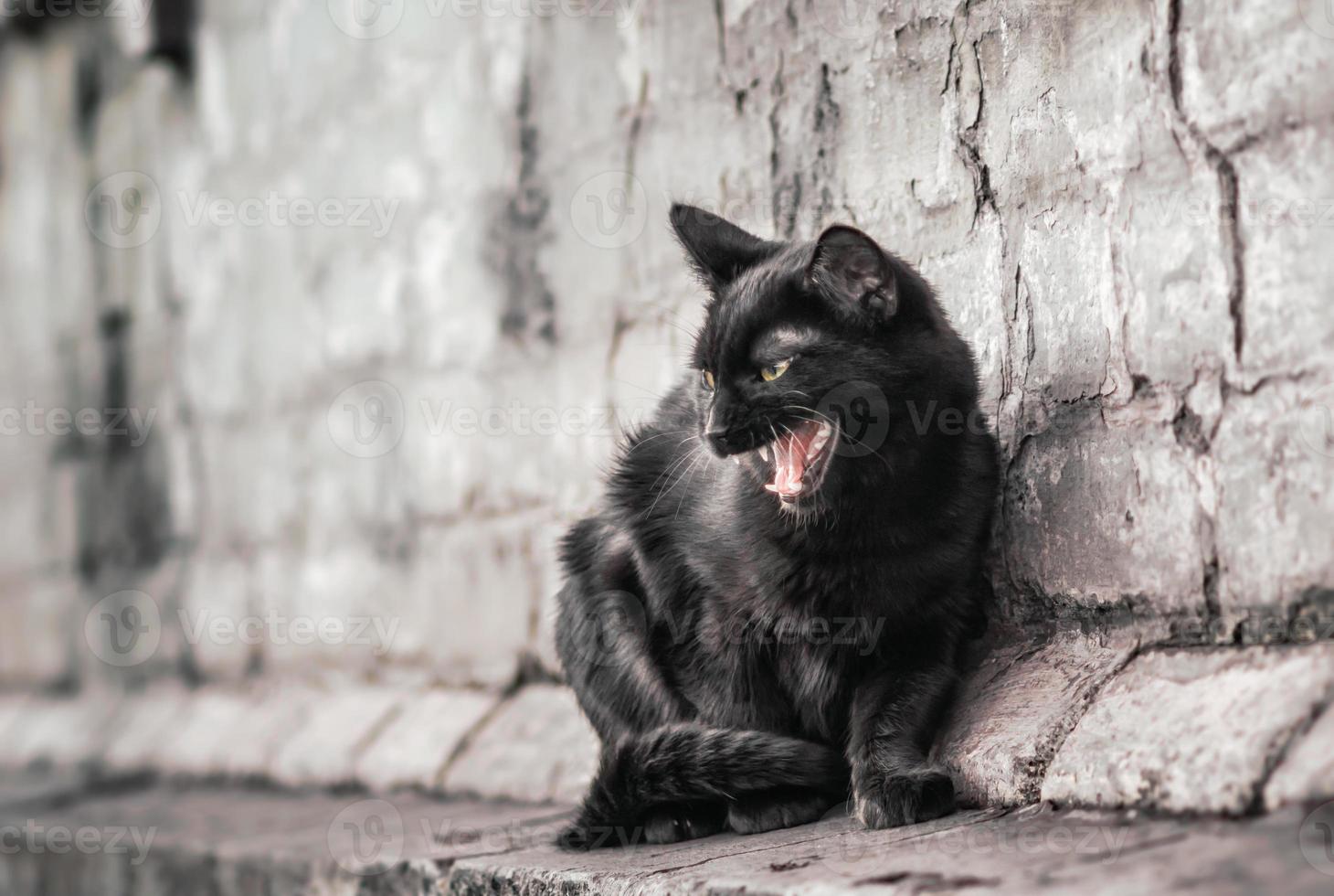 sissende zwarte kat foto