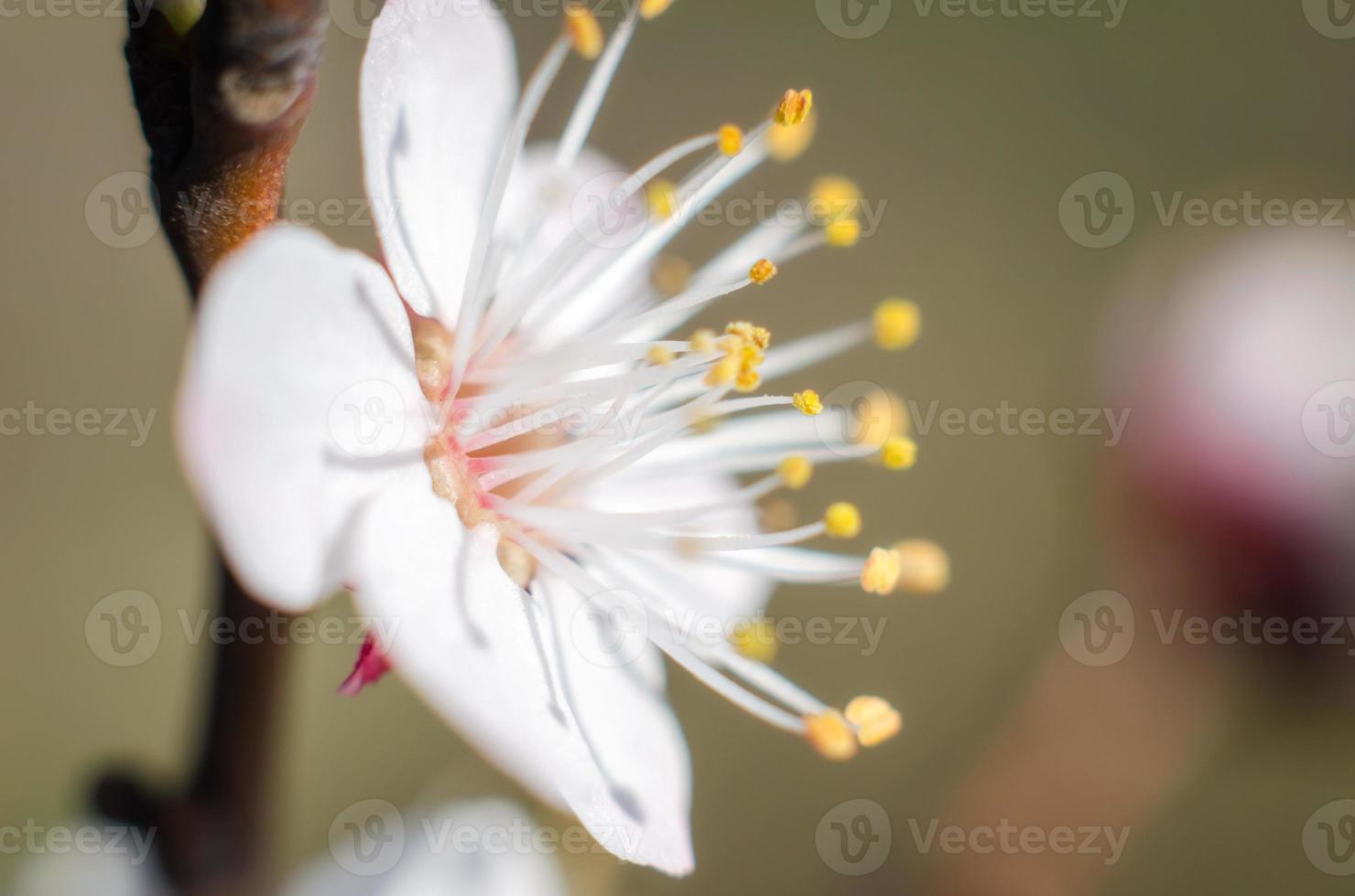 close-up van een witte bloesem foto