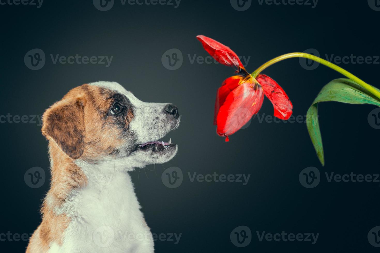puppy met een tulpenbloem foto