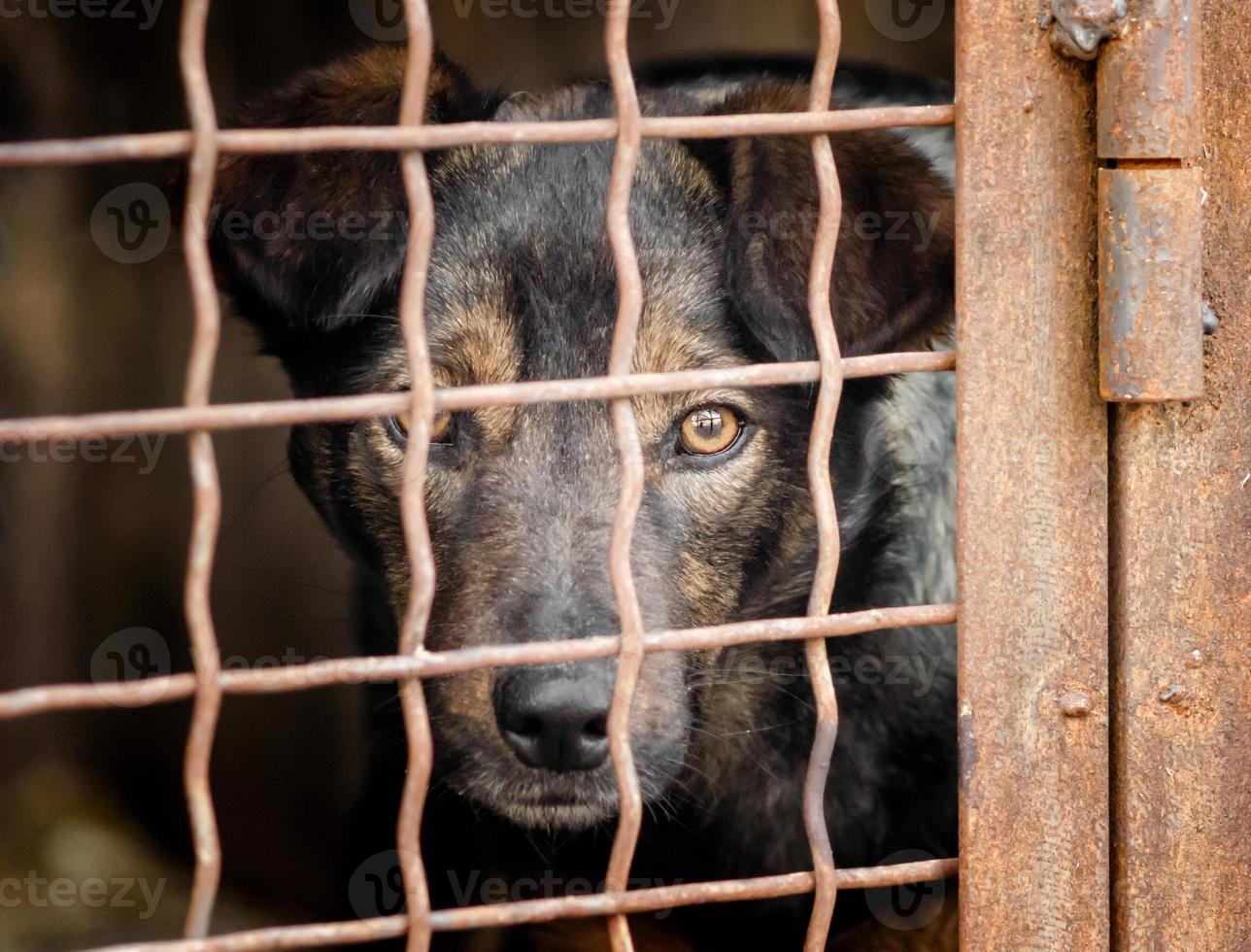 zwarte en bruine hond achter een hek foto