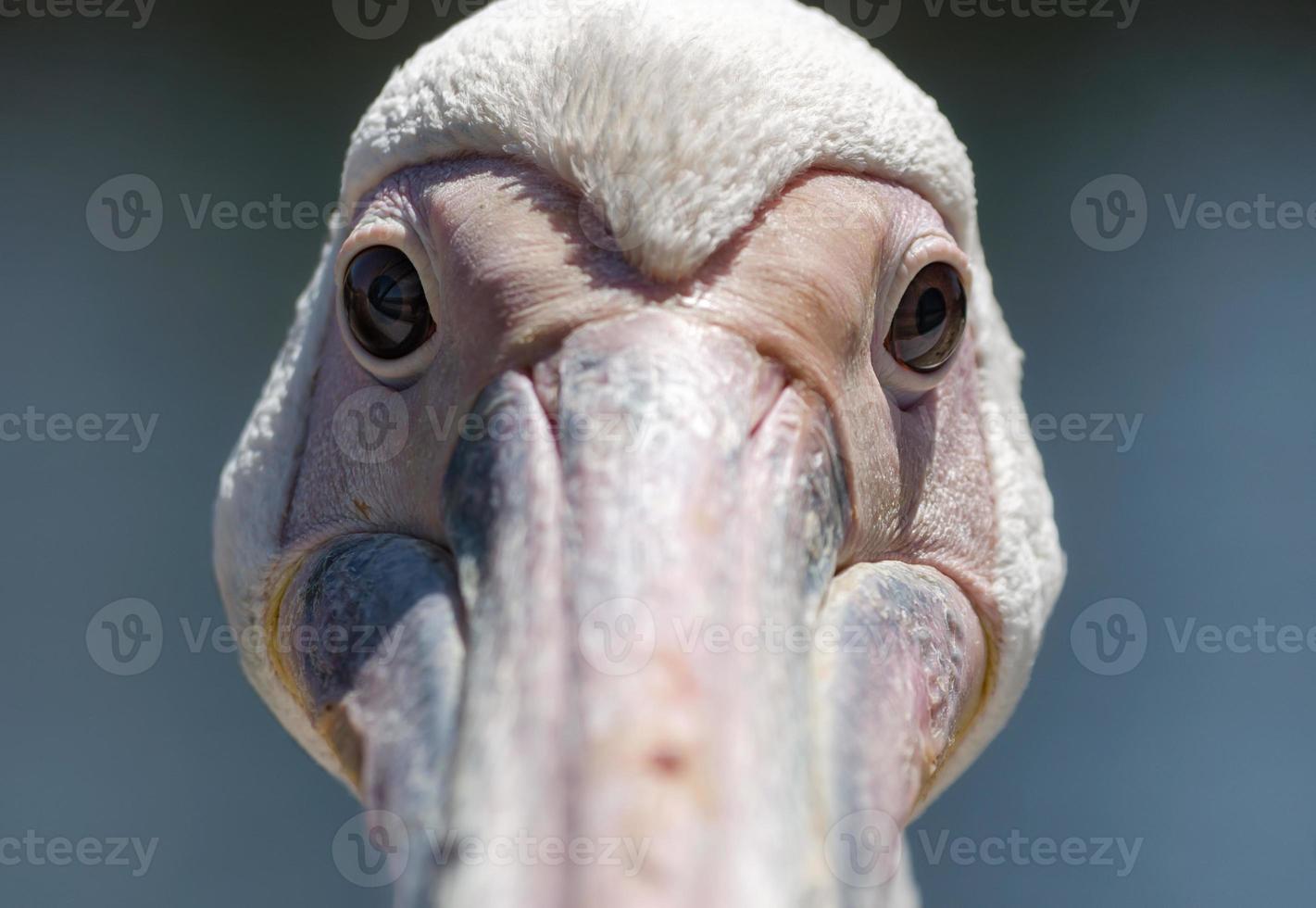 close-up van het gezicht van een pelikaan foto