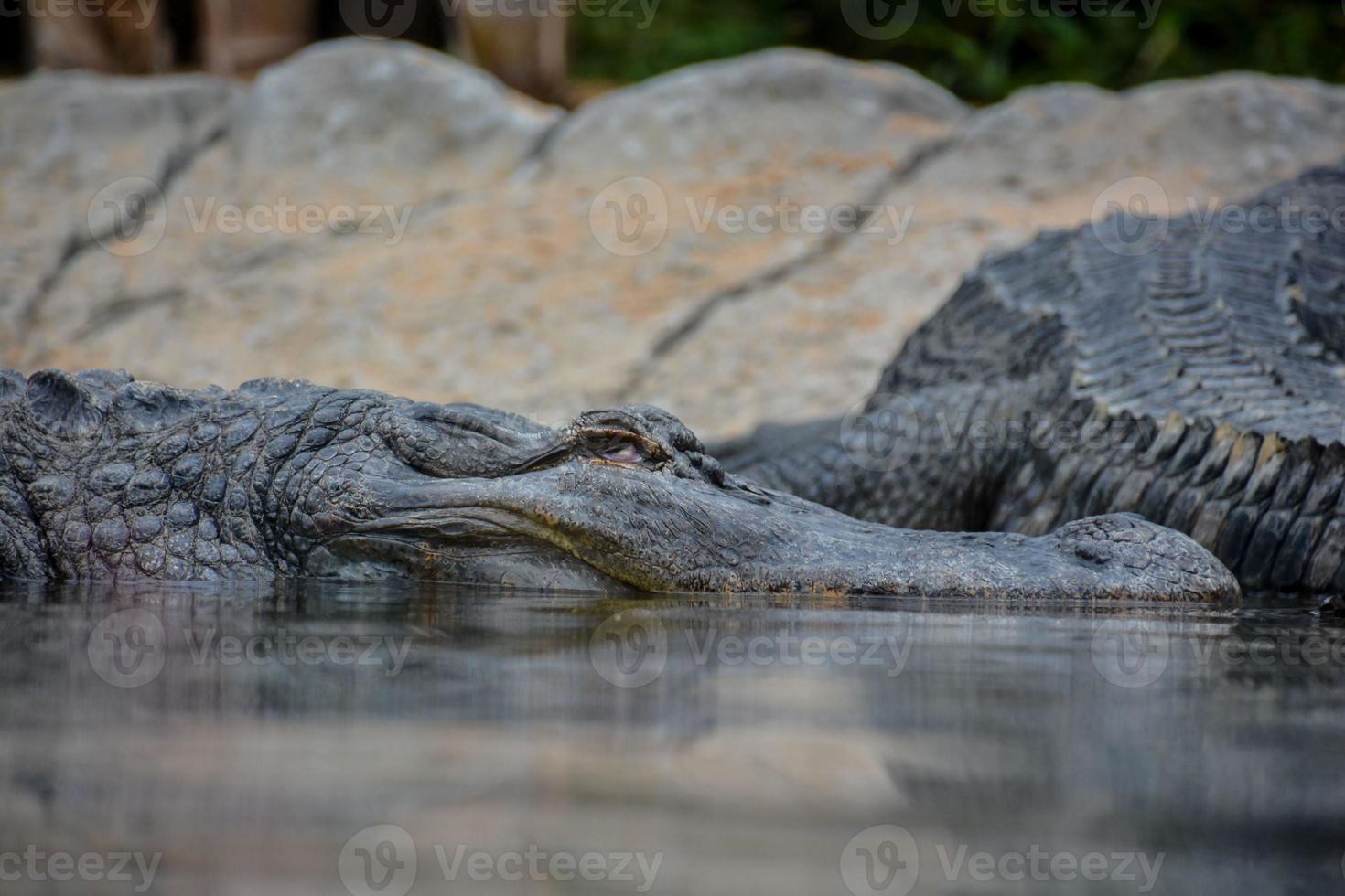 krokodillen komt eraan uit de water foto