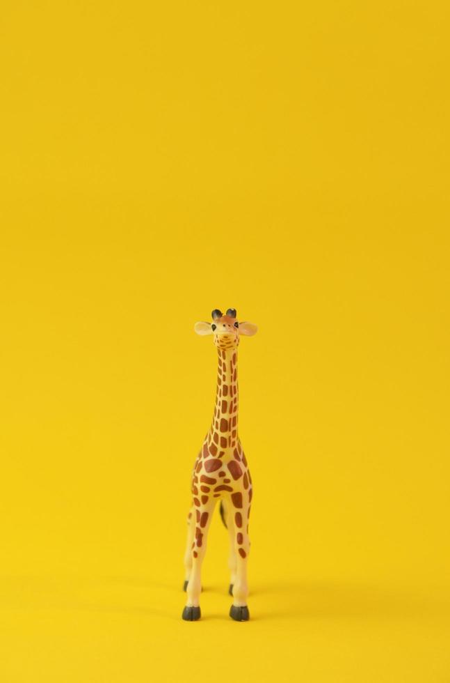 giraf geïsoleerd op gele achtergrond. concept afbeelding vooraanzicht. wilde giraf kijkt uit in de camera. foto