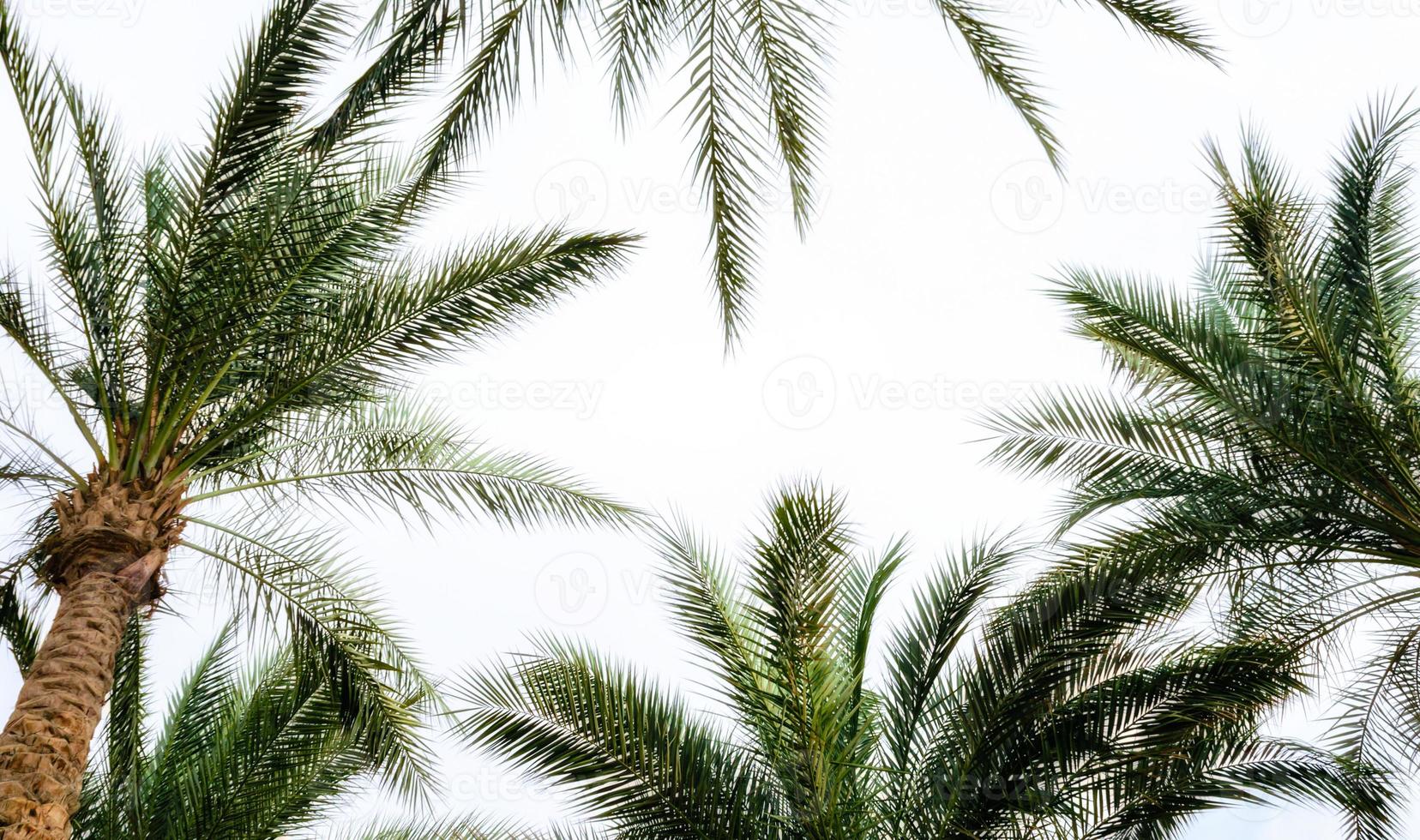 palmbomen in de lucht foto