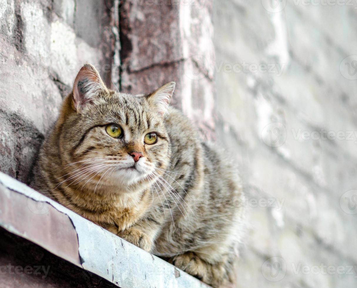 kat zittend op een vensterbank foto