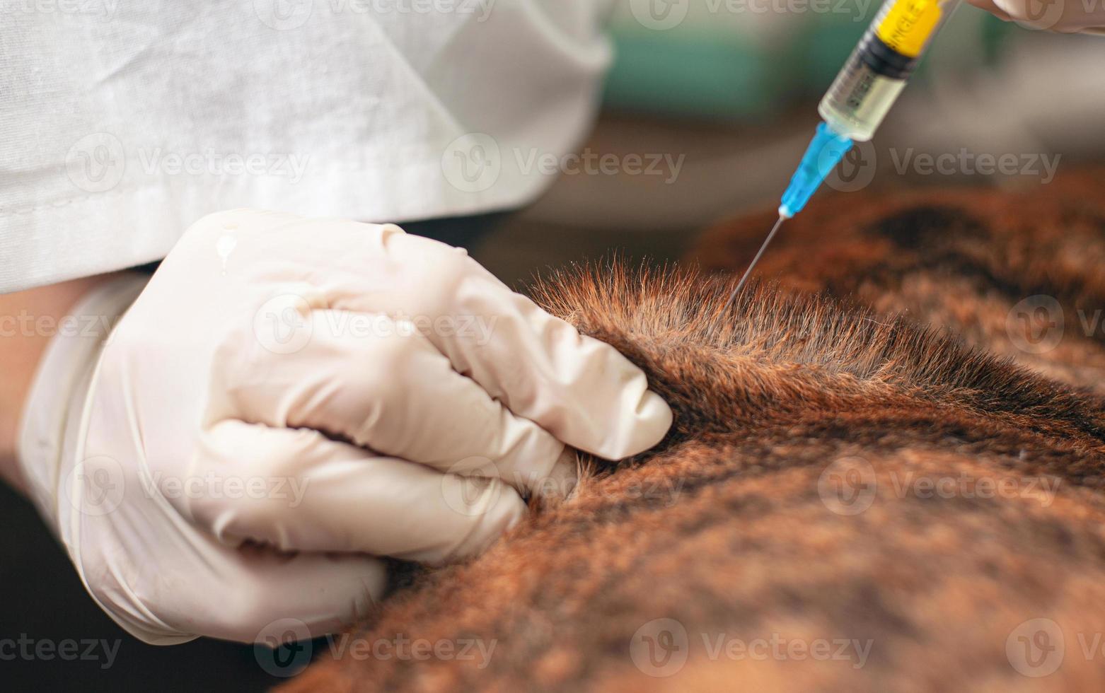 dierenarts geeft een injectie aan een zieke hond foto