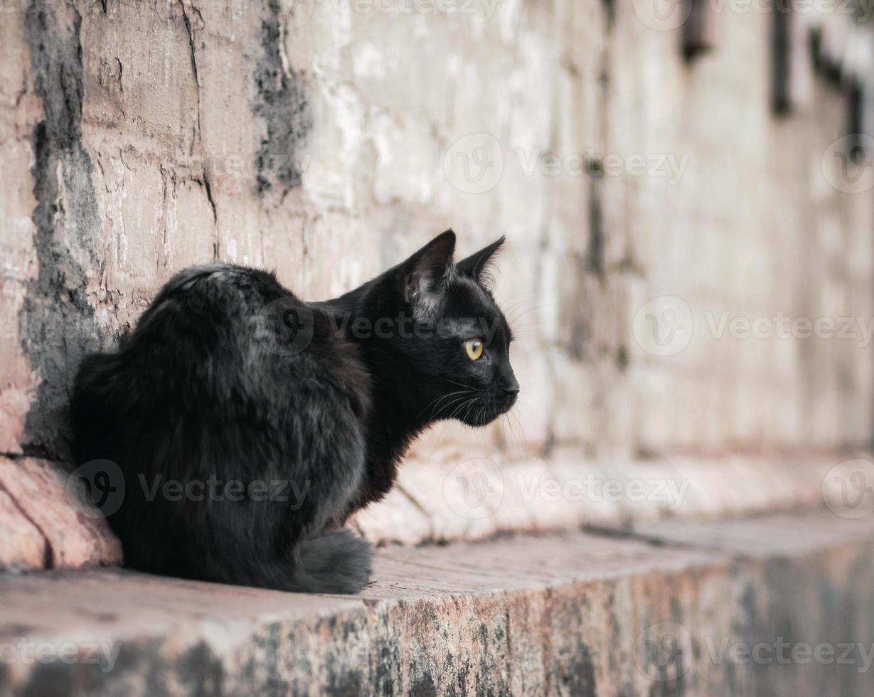 zwarte kat op bakstenen muur foto