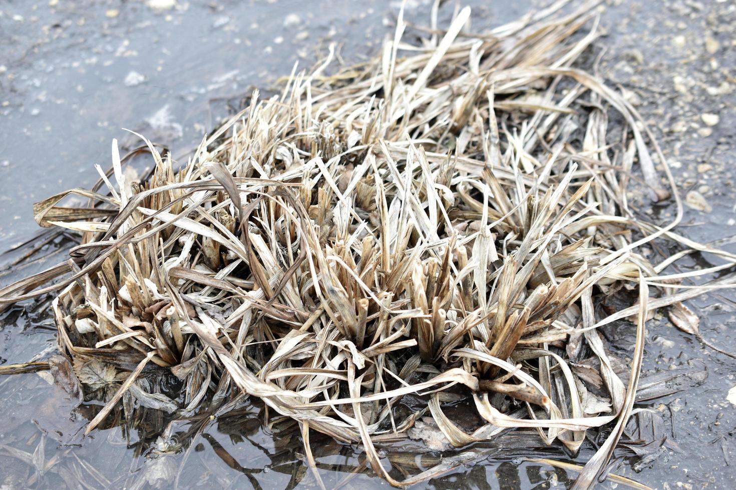 tuintakken en gras in het water in het voorjaar foto