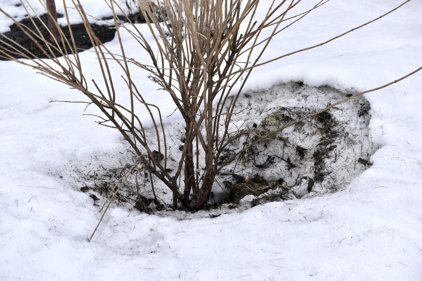 bomen in het voorjaar met ontdooide sneeuw op de grond foto