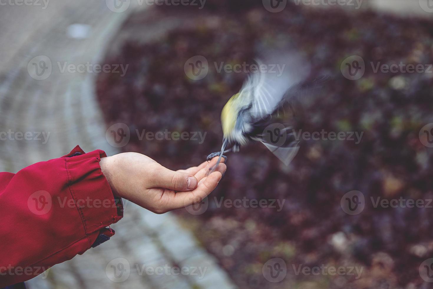 weinig kleurrijk vogel tit - aan het eten zonnebloem zaad van jongens hand- in winter foto