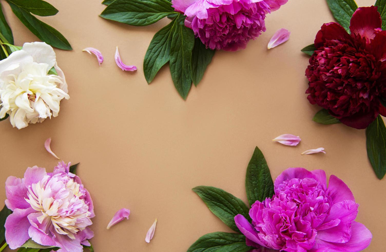 roze pioenbloemen als border foto