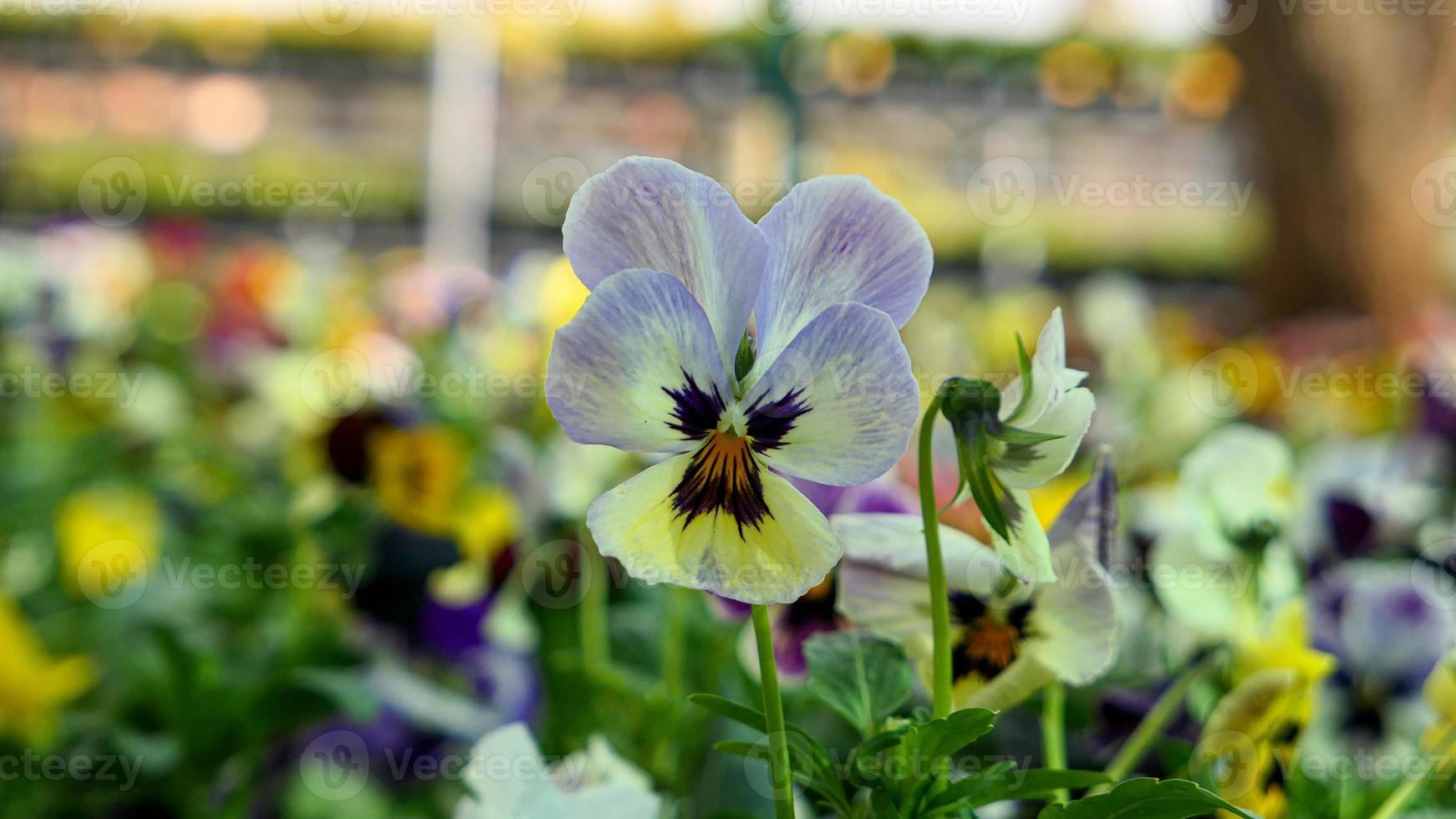 een mooi viooltje bloemen buitenshuis foto