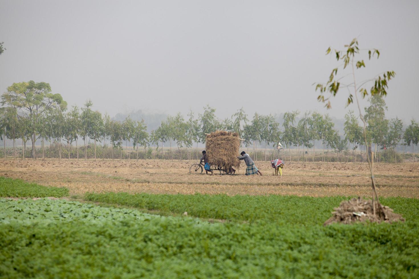 Bangladesh november 25, 2014 in winter Aan aardappel oogsten veld- Bij thakurgong, bangladesh. foto