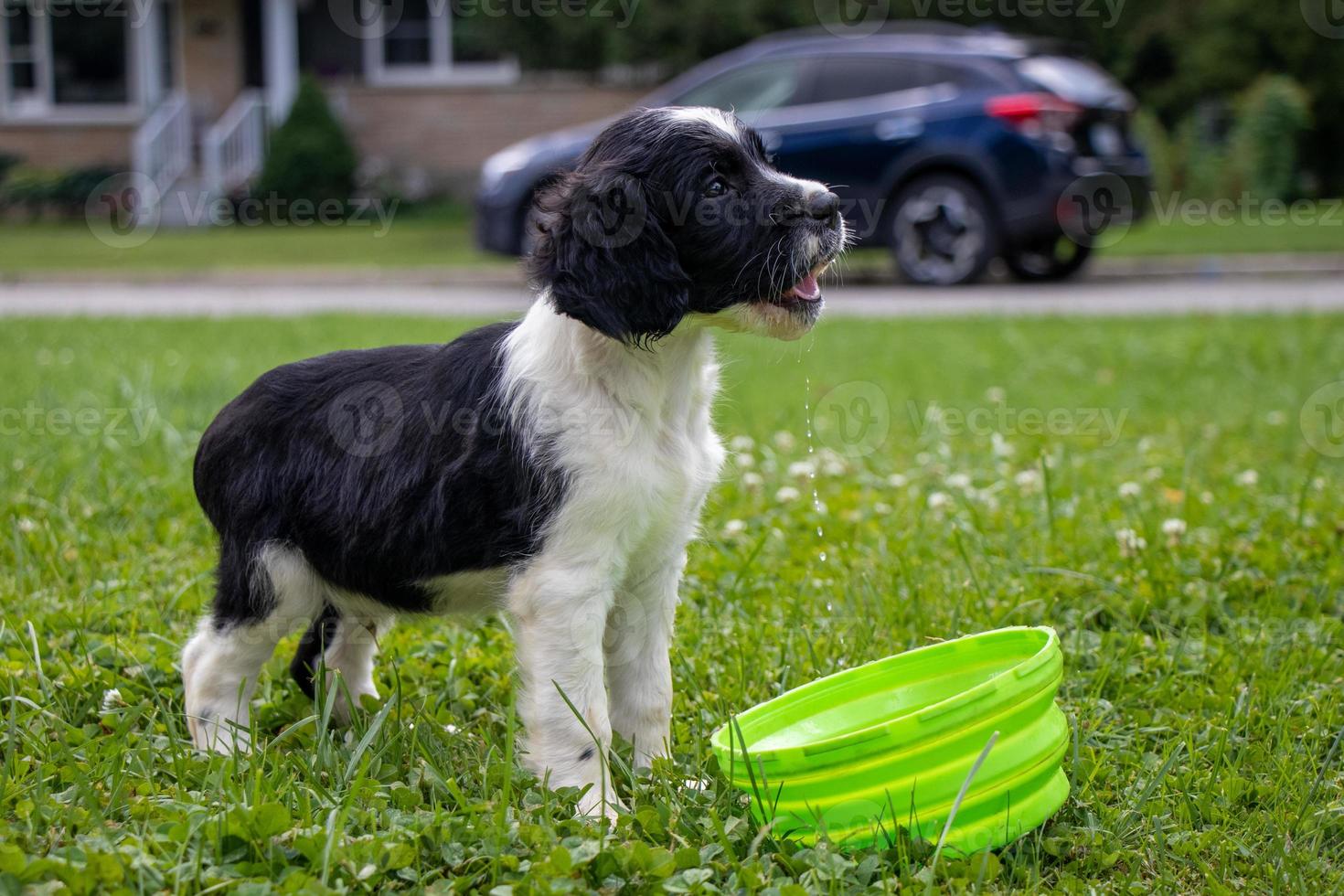 schattig weinig puppy met een groen water kom Aan de gazon foto