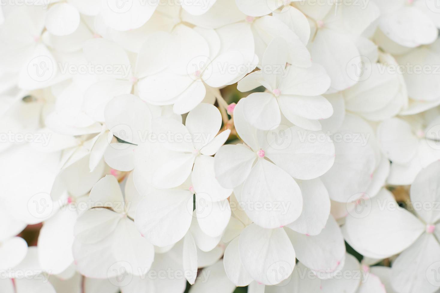 achtergrond van klein wit hortensia bloemen foto