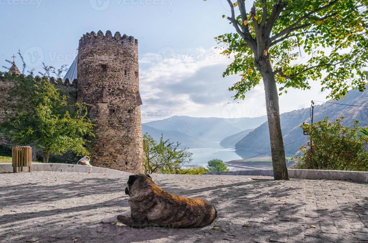 twee honden die ontspannen bij het Ananuri-fort in Georgië foto