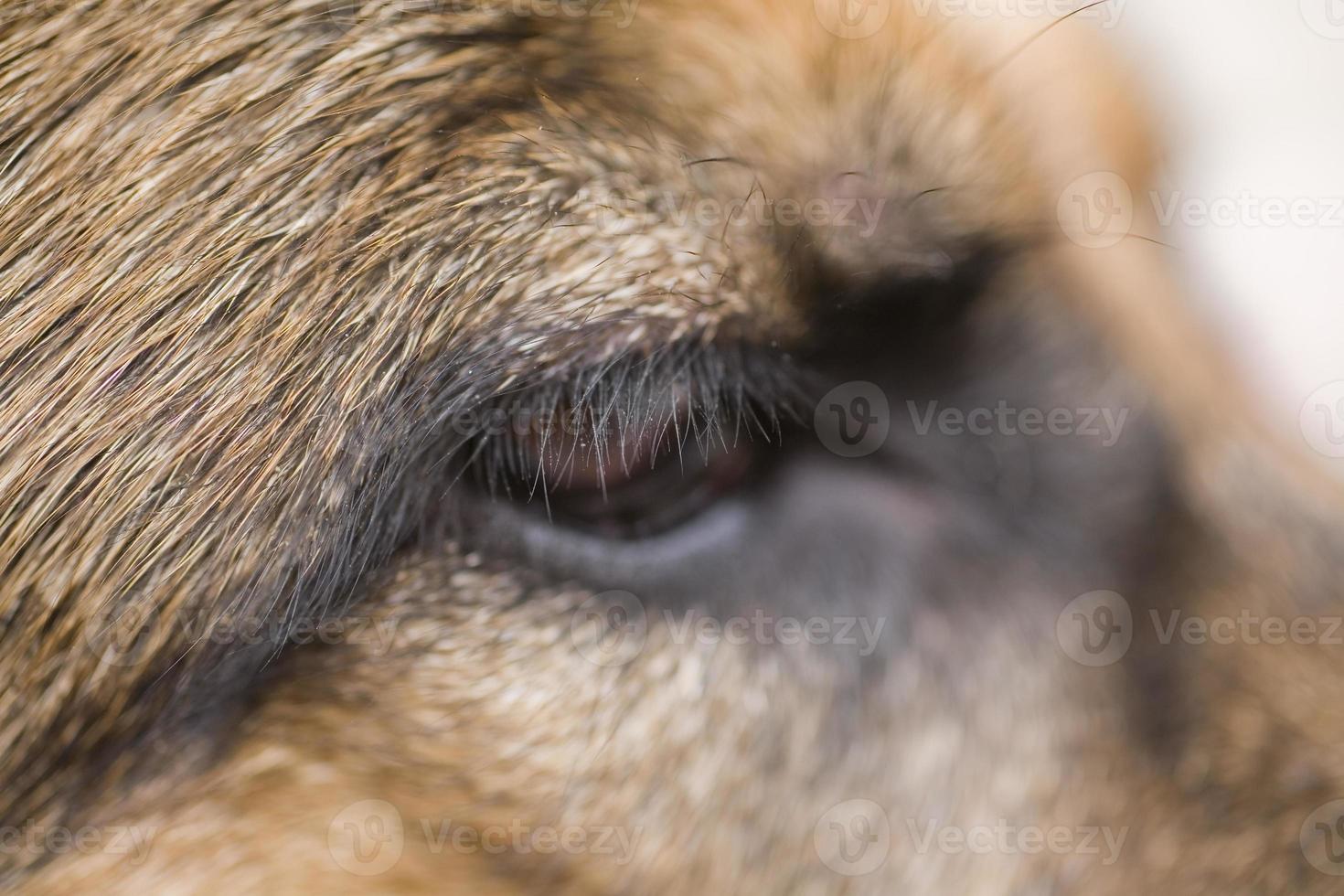 bruin oog van een Duitse herdershond in detailopname, foto
