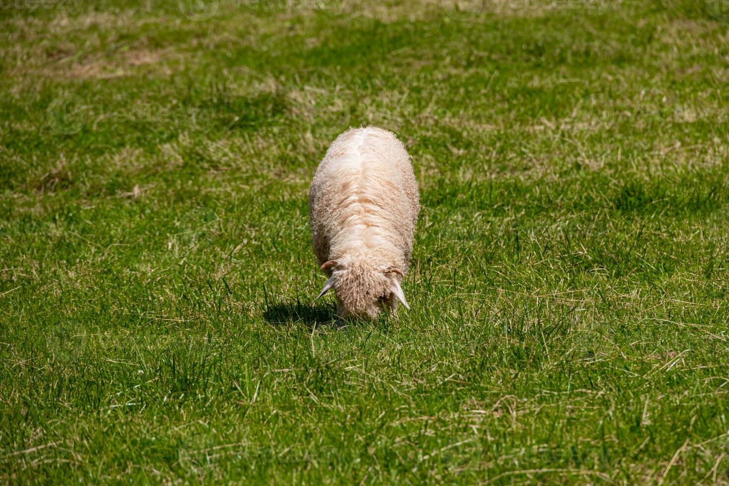 schapen begrazing Aan een groen weide in de Pools tatra bergen Aan een warm zomer dag foto