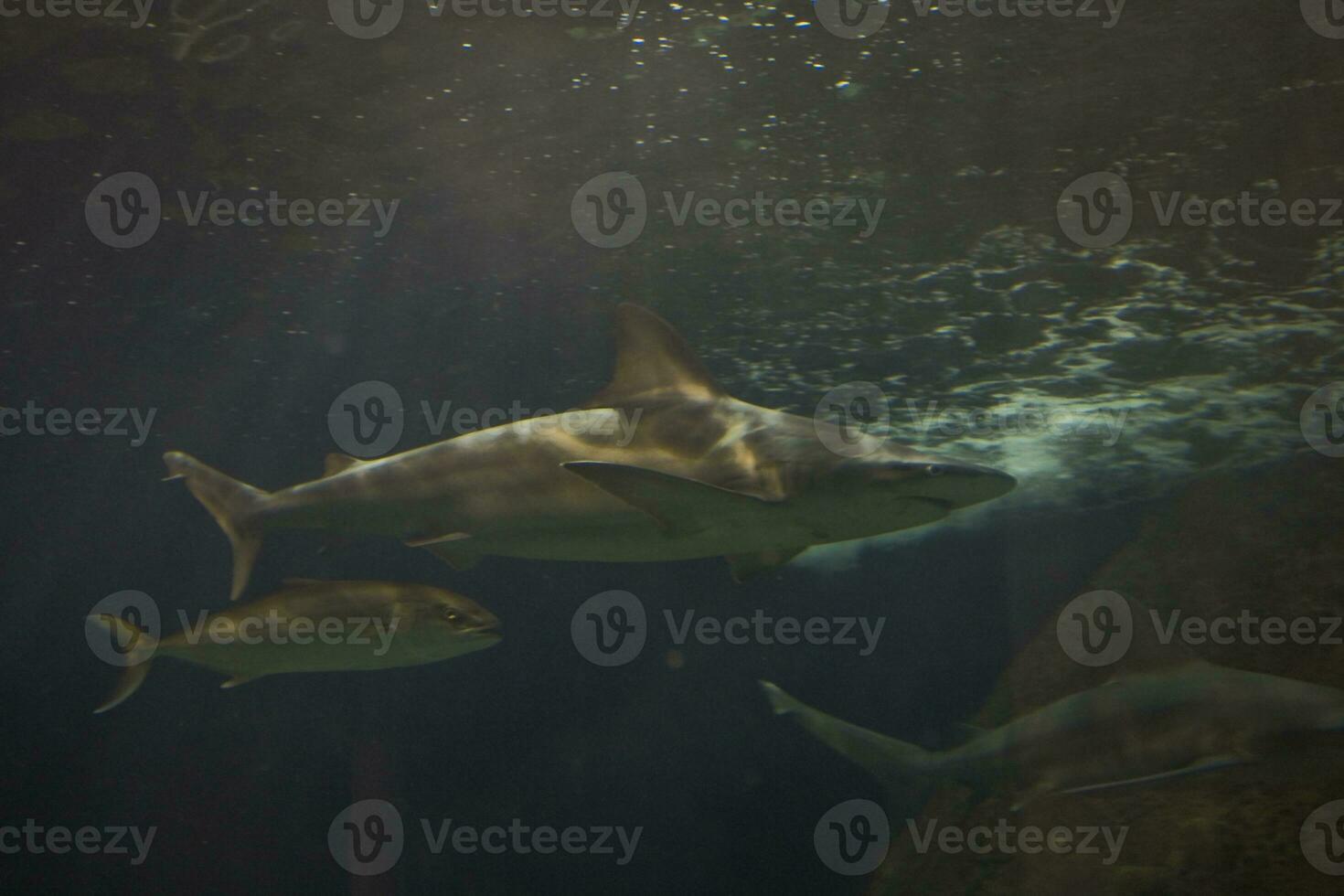 haaien zwemmen in een groot aquarium Bij de Tenerife dierentuin in Spanje foto