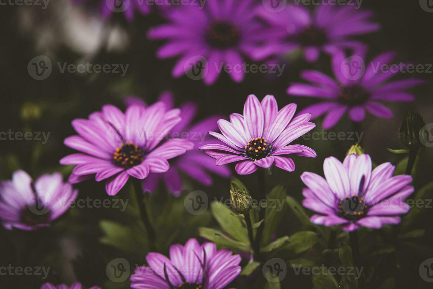 delicaat bloemen in de zon in de tuin Aan een warm dag foto