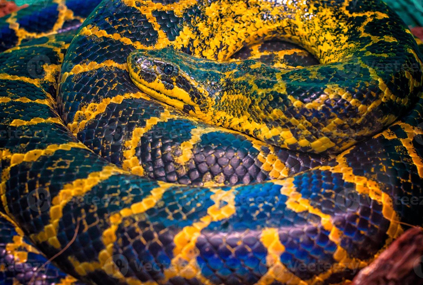 opgerolde anaconda-slang foto