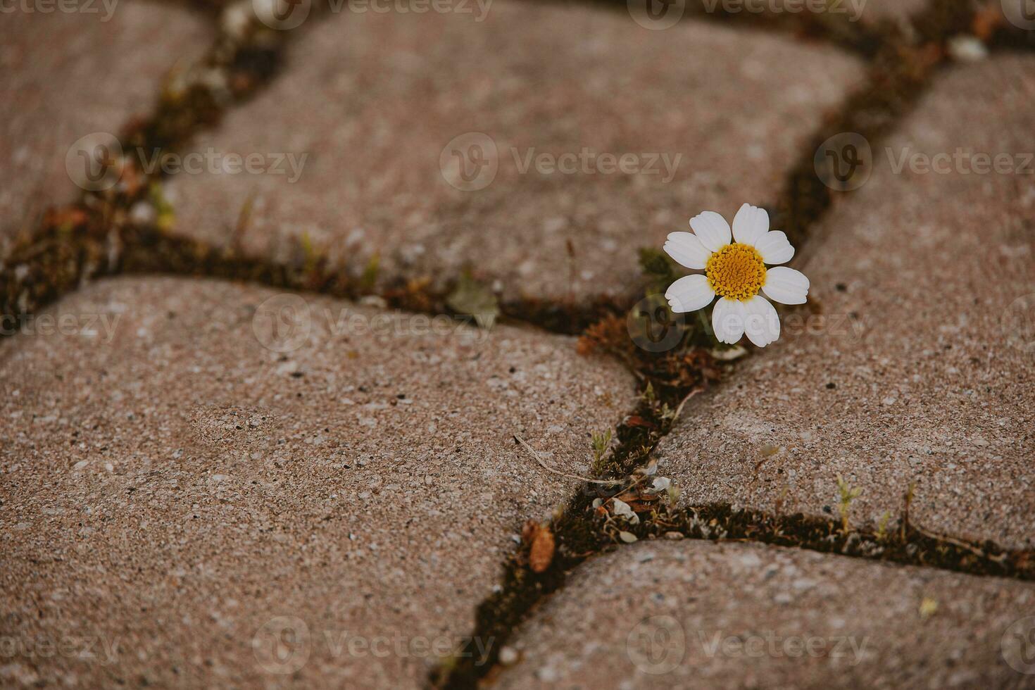 weinig madeliefje bloem groeit Aan de trottoir tussen beton platen foto