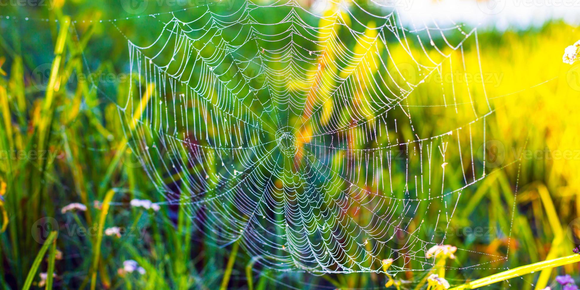 mooi wit spinnenweb op groen gras achtergrond foto