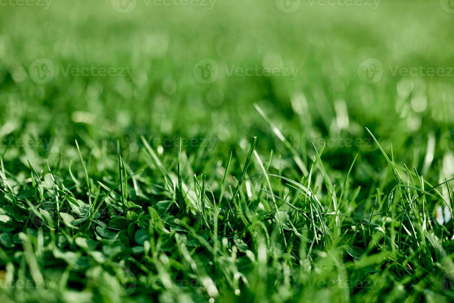 vers bladeren van jong groen gras genomen detailopname Aan een zomer zonnig dag in de licht van een zonsondergang lucht, de concept van ecologie en zorg voor de milieu en de planeet foto