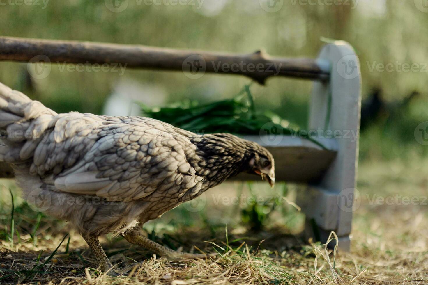 een grijs kip pikken Bij vers biologisch voeden van een boerderij voeder terwijl staand Aan groen gras in de natuur foto