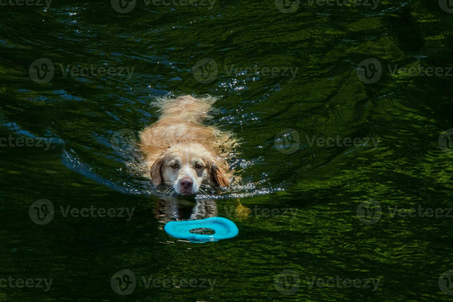 hond spelen met een speelgoed- in de water foto