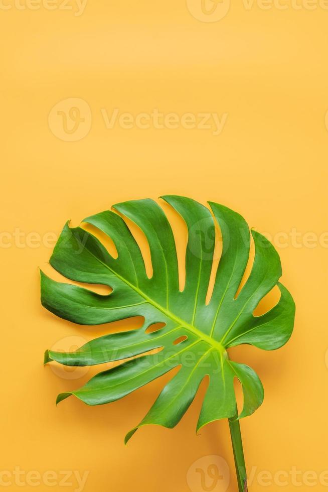 monstera bladeren leggen op oranje achtergrond. zomer achtergrond concept. foto