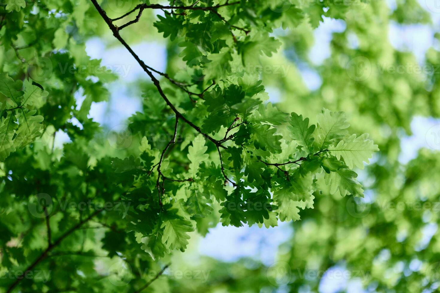 de voorjaar natuur van de groot boom in de eik Woud, jong groen bladeren Aan de takken foto
