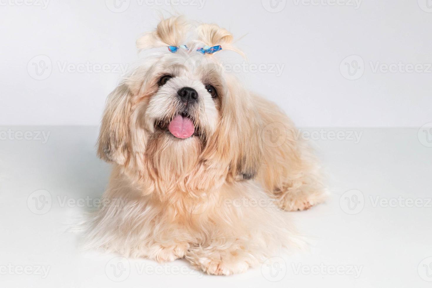 shih tzu tonen klasse hond wit portret Bij studio Aan wit achtergrond foto