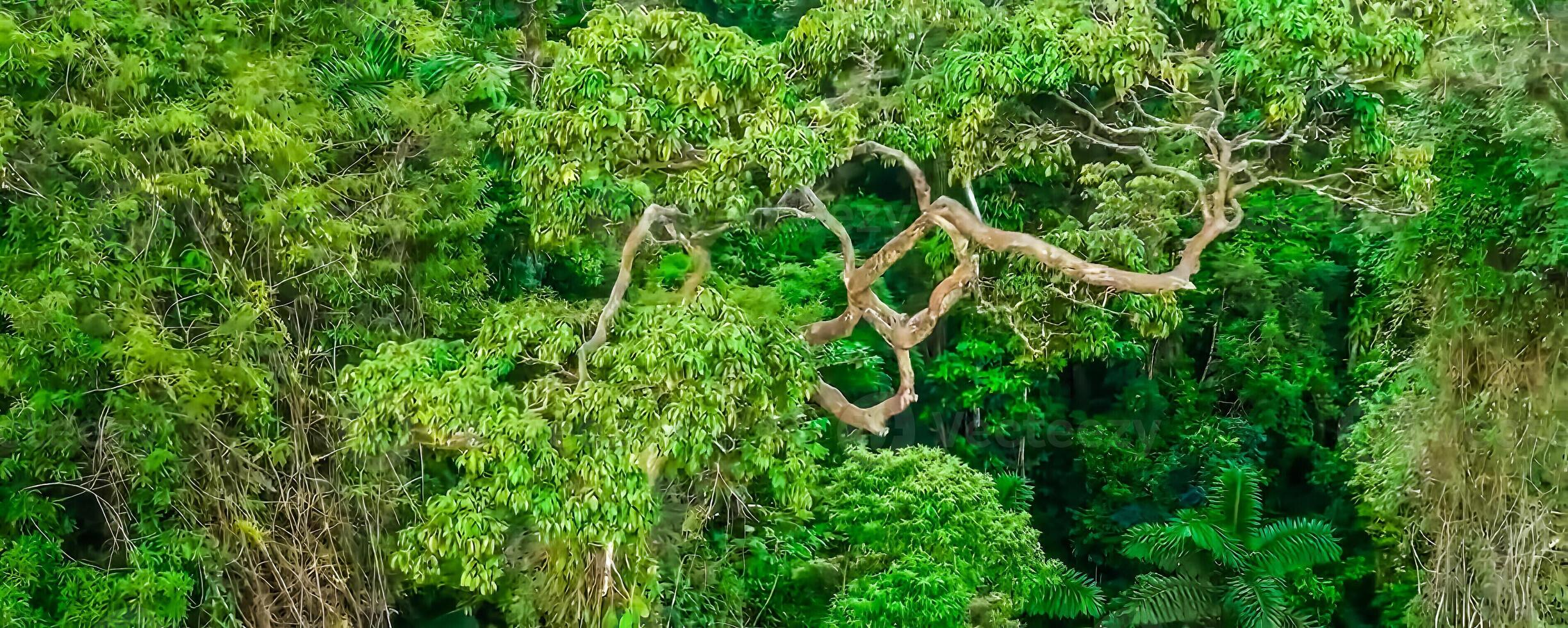 verbazingwekkend natuur behang foto