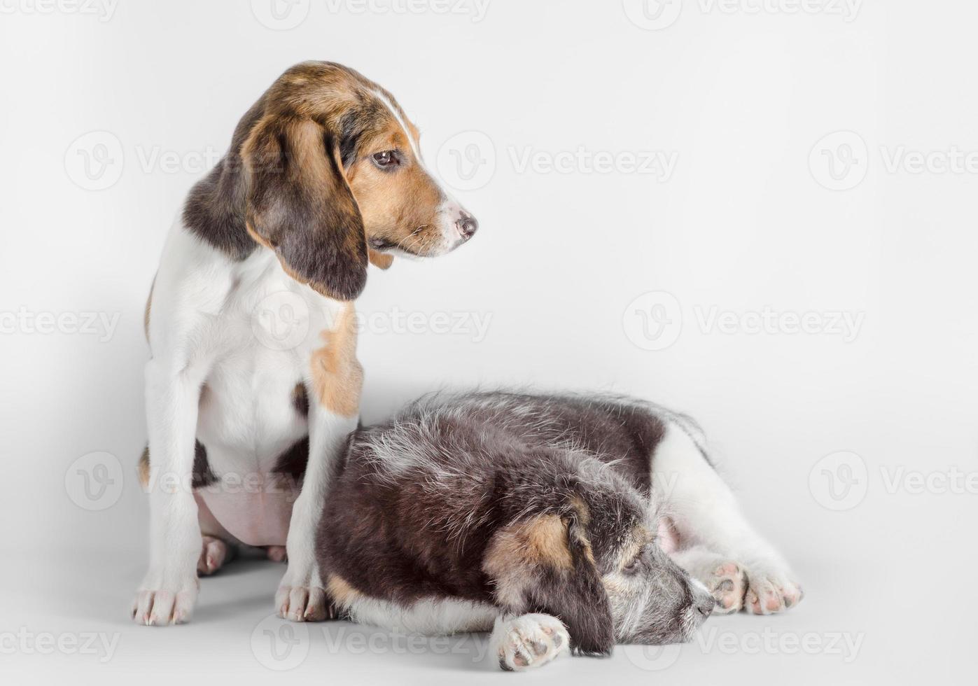 twee puppy's op een witte achtergrond foto