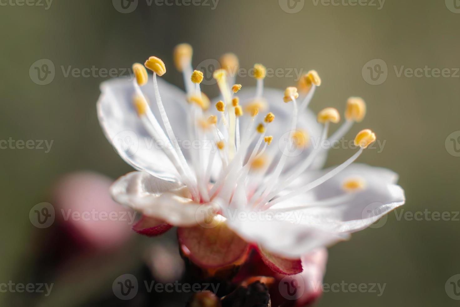 close-up van een witte bloesem bloem foto