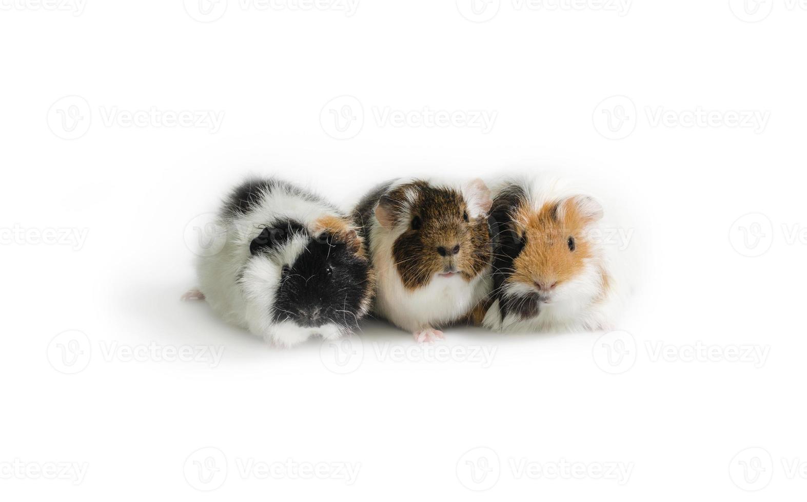 drie cavia's op een rij foto